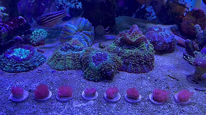 Live Corals